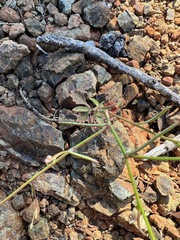 Streptanthus barbiger