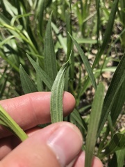 Echinacea paradoxa paradoxa