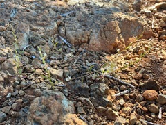 Streptanthus barbiger