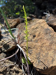 Platanthera leptopetala