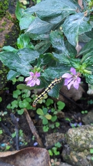 Melanchroia chephise