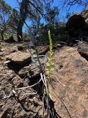 Platanthera leptopetala