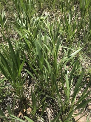 Echinacea paradoxa paradoxa