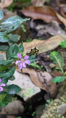 Melanchroia chephise