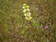 Lupinus densiflorus