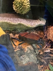 Macrocheirus praetor