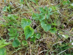 Viola epipsiloides