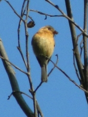 Mitrephanes phaeocercus