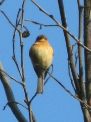 Mitrephanes phaeocercus