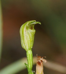 Pterostylis parviflora