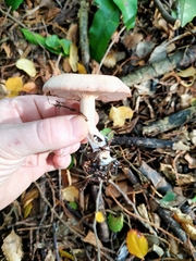 Rhodocybe piperita