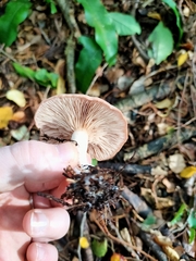 Rhodocybe piperita