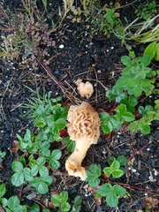 Morchella rufobrunnea