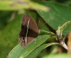 Mycalesis mineus polydecta