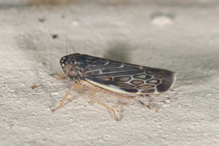Planicephalus