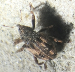 Cryptorhynchus fuscatus