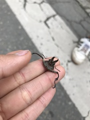 Sphaenognathus pubescens