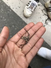 Sphaenognathus pubescens