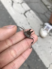 Sphaenognathus pubescens