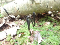 Geoglossum difforme