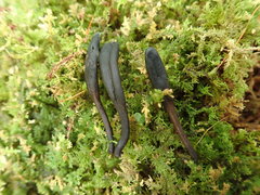 Geoglossum umbratile