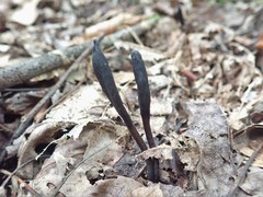 Geoglossum umbratile