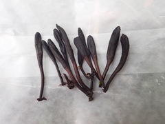 Geoglossum umbratile