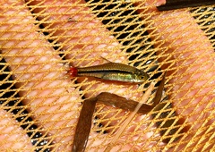 Rasbora borapetensis