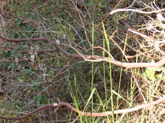 Elymus glaucus glaucus