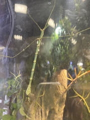 Phobaeticus serratipes