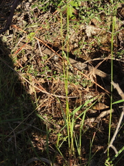 Elymus glaucus glaucus