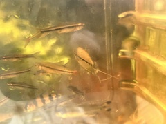Rasbora borapetensis