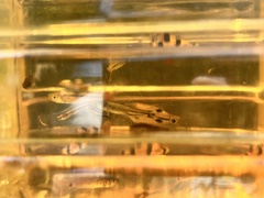 Rasbora borapetensis