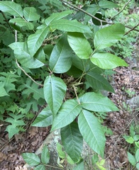 Toxicodendron radicans pubens
