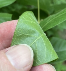 Toxicodendron radicans pubens