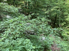 Toxicodendron radicans pubens