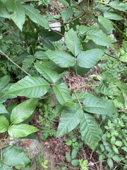 Toxicodendron radicans pubens
