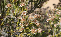 Homalocalyx polyandrus