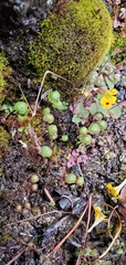 Mannia gracilis