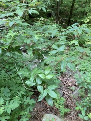 Toxicodendron radicans pubens