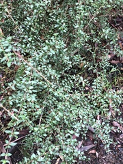 Coprosma quadrifida