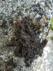 Scytinium lichenoides image