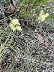 Acacia flagelliformis (Acacia flagelliformis)