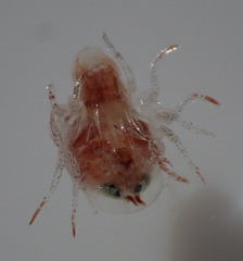 Hyperiidae