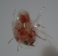 Hyperiidae