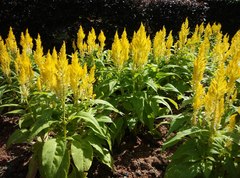 Celosia argentea plumosa