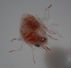 Hyperiidae