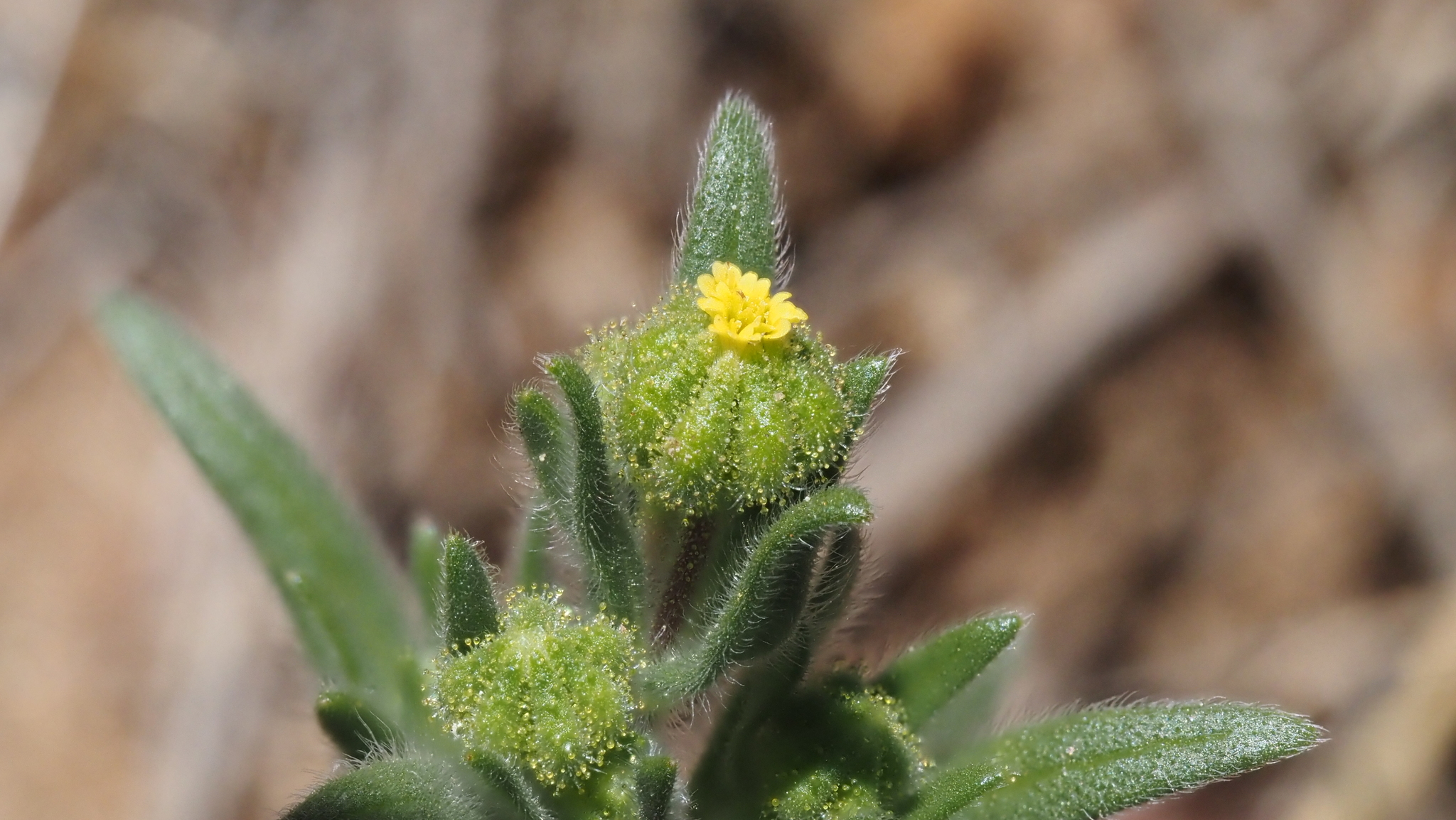 Madia exigua