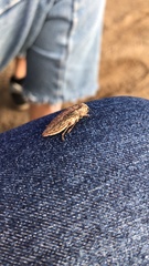 Ectinogonia buquetii