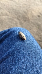 Ectinogonia buquetii